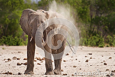 A lone Bull Elephant having a dust bath in South Luangwa Nationa; Park Stock Photo