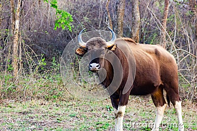Lone Bull Gaur grazing by the road in Biligiri Rangan Tiger Reserve, Karnataka, India Stock Photo