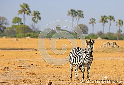 A lone Burchell Zebra - Equus quagga - standing on the dried yellow plains with palm trees in the background against a pale blue Stock Photo