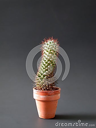 Lone Cactus Stock Photo