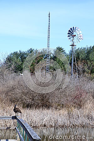 Lone Canada goose (Branta canadensis) admiring classic farm wind vane Stock Photo