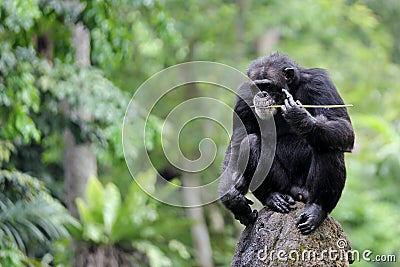 A Lone Chimpanzee Monkey Stock Photo