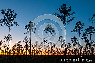 Lone conifer trees against a red sunset, Florida Stock Photo