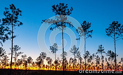 Lone conifer trees against a red sunset, Florida Stock Photo