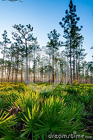 Lone conifer trees against a red sunset, Florida Stock Photo