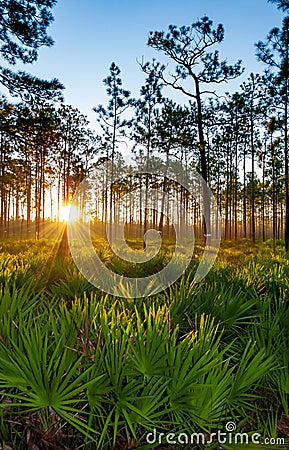 Lone conifer trees against a red sunset, Florida Stock Photo