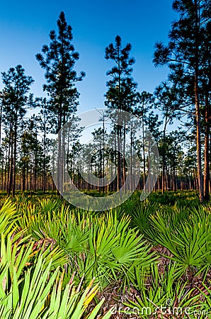 Lone conifer trees against a red sunset, Florida Stock Photo