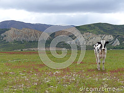 Single lone cow with clay cliffs on Alps to Ocean ride Stock Photo