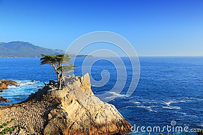 Lone Cypress, California Editorial Stock Photo