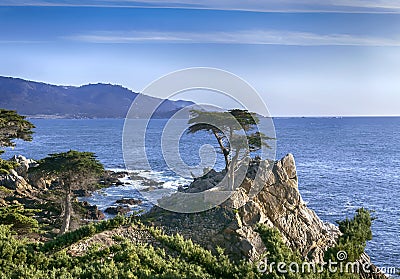 Lone Cypress - 17 mile drive Editorial Stock Photo