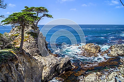 Lone Cypress Tree Editorial Stock Photo