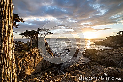 Lone Cypress Editorial Stock Photo