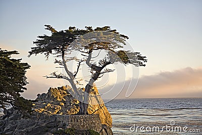 Lone Cypress Tree in California Editorial Stock Photo