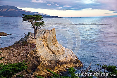 Lone Cypress Tree Editorial Stock Photo