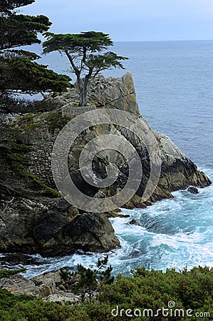 Lone Cypress tree in Monterey Bay along the 17 mile drive Editorial Stock Photo