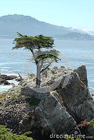 Lone Cypress Tree on Monterey Peninsula Editorial Stock Photo