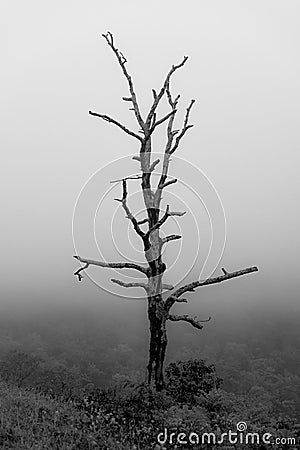 A lone dead tree in the mist in Shenandoah National Park Stock Photo