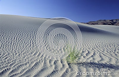 Lone desert bush on a large sand dune Stock Photo
