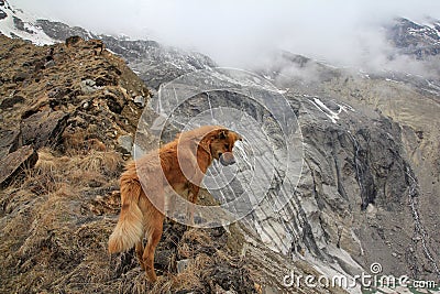 Lone dog on the ridge Stock Photo