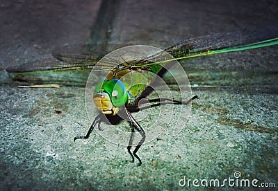 Big dragonfly closeup the wildlife Stock Photo