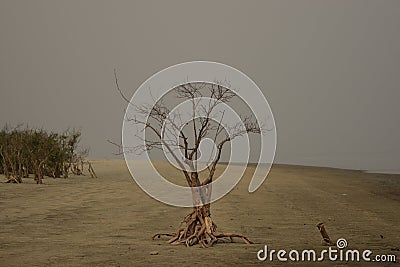 A lone dried branched tree in the vast open landscape of Henry Island, West Bengal, India Stock Photo