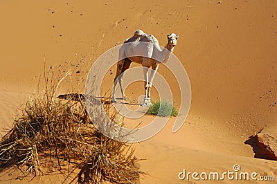 Lone dromedary in the desert Stock Photo