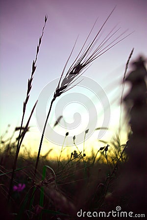 Lone ear at sunset Stock Photo