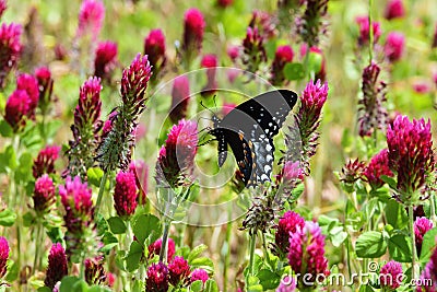 Eastern Black Swallowtail butterfly in a field of Crimson Clover Stock Photo