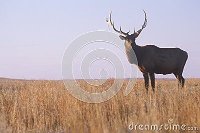 Lone elk standing in field, Niobrara National Wildlife Refuge, NE Stock Photo