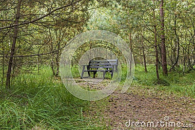 Lone Empty Bench Within a Green Forest Stock Photo