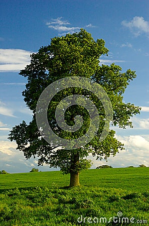 A Lone English Oak Tree Stock Photo