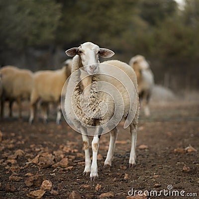 Sheep Flock in Turkey. Stock Photo