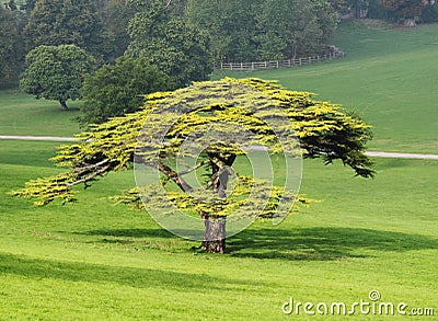 Lone Fir Tree in an English Park Stock Photo