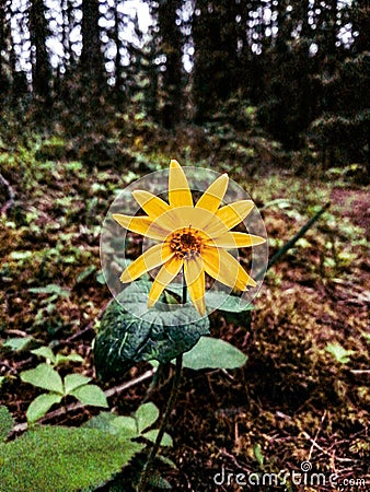 Lone Flower in the Forest Stock Photo