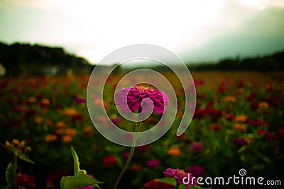 A Lone Flower Stock Photo