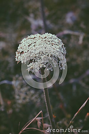 The Lone Flower Stock Photo