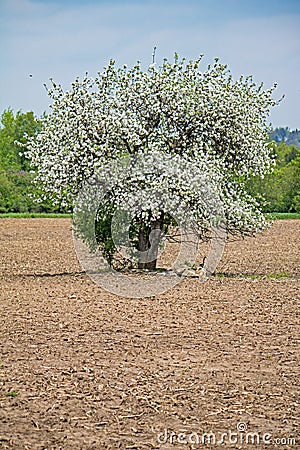 Lone Fully Blossoming Apple Tree In A Farm Field Stock Photo