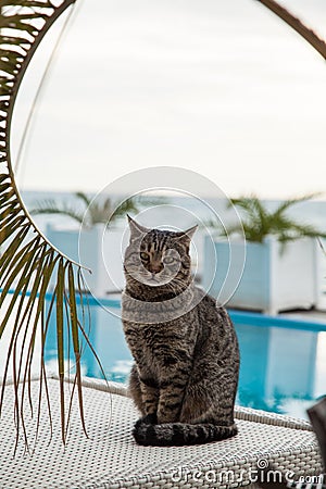 A lone gray smart cat sits by the pool in summer. Waiting for the summer season. Stock Photo
