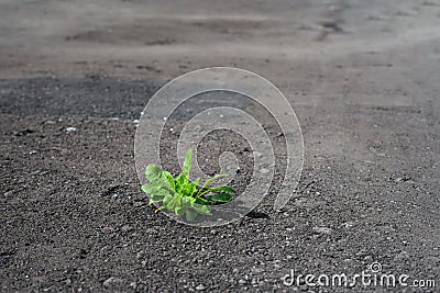 A lone green plant makes its way through the new grey asphalt Stock Photo