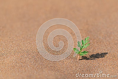 A lone green sprout survived in desert Stock Photo