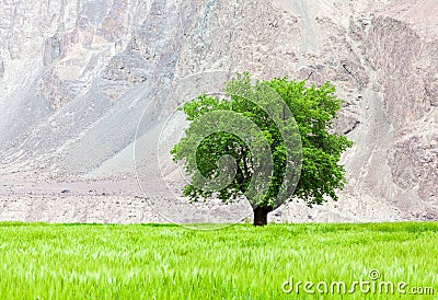 Lone green tree on the field Stock Photo