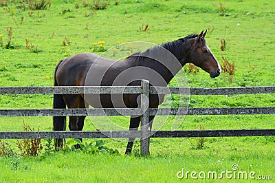 Lone horse quite contemplation Stock Photo