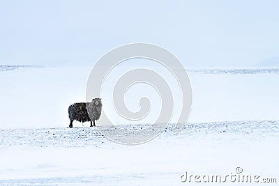 Lone Icelandic black sheep in bleak wild snowscape with gently falling snow Stock Photo