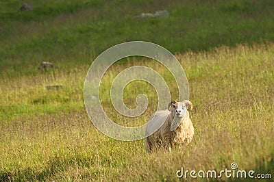 Lone Icelandic sheep grazing in a tall yellow grass landscape in Iceland Stock Photo