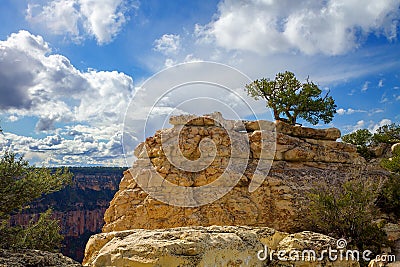 Lone Juniper Pine Tree Atop Rock Formation At Grand Canyon Stock Photo