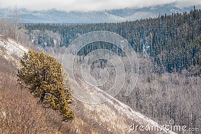 Lone Juniper on the South Slope - Boreal Forest Stock Photo