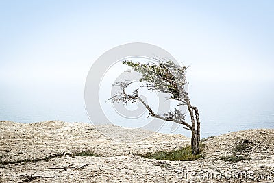Lone juniper tree on high shore overlooking Black Sea, Crimea Stock Photo