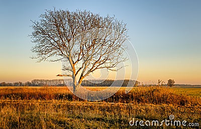 Lone leafless tree in the golden light of the setting sun Stock Photo