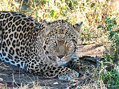 A lone leopard in African bush Stock Photo