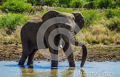 A lone male bull musth elephant showing aggressive behavior in a game reserve Stock Photo
